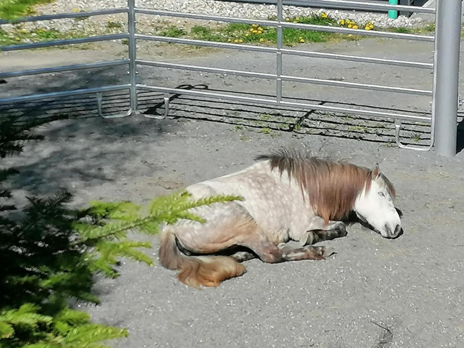 הוילה Schöfweg Wild Life Ranch מראה חיצוני תמונה